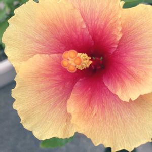 ハイビスカス,小さな花壇,ガーデニング初心者,小さな庭の画像