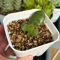 レティジア,花月,星の王子,ペチュニア ビューティカル ボルドー,多肉植物の画像