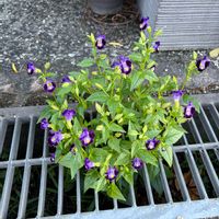トレニア,トレニア,お楽しみ❀.(*´▽`*)❀.,今日のお花,門の外の画像