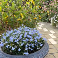 ブラシの木,ロベリア アズーロ コンパクト,金宝樹(ブラシの木),1000輪咲ヒマワリ,花のある暮らしの画像