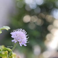 スカビオサ,鉢植え,canon,二年目,撮れたてホヤホヤの画像