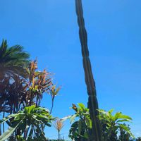 サボテン,ソテツ,観葉植物,沖縄,亜熱帯・熱帯植物の画像