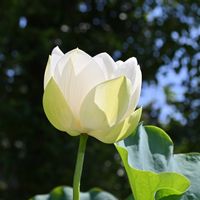 スイレン,ハス,ハス,睡蓮,コウホネの画像