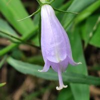 ツリガネニンジン,GSに感謝。,植物観察,あけぼの山公園,植物散策の画像