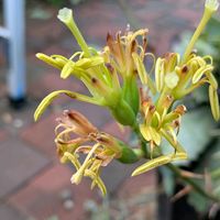 アガベ,多肉植物,多肉大好き,癒し,青森の画像