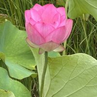 ハス,ピンクの花,緑が好き,写真の贈り物♪の画像