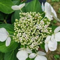 アジサイ,ラグランジア ブライダルシャワー,GSに感謝。,植物観察,あけぼの山農業公園の画像