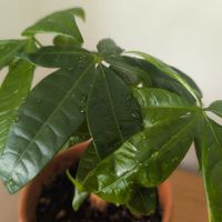 パキラ,パキラ,ダイソー購入,葉水の画像