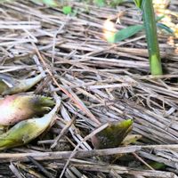 ミョウガ,花のある暮らしの画像