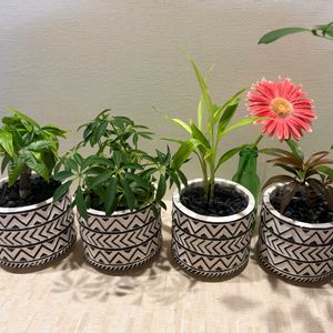 ガーベラ,観葉植物,切り花の画像