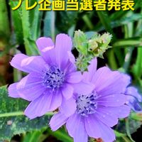 チコリ,繋がりに感謝✨,プレ企画当選者発表,たにおたくらぶ,バラと夢CLUBの画像