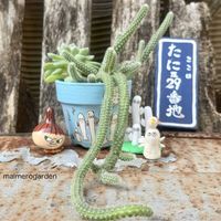白檀,エルメス,寄せ植え,エケベリア属,リメ鉢の画像