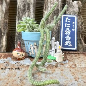 白檀,エルメス,寄せ植え,エケベリア属,リメ鉢の画像