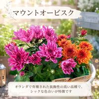 キク,マウントオービスク,菊 きくの画像