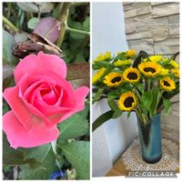 バラ,ひまわり,今年の我が家のバラ薔薇ばら,いつものy y美容室のお花の画像