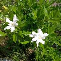 ハイビスカス,ペチュニア,カワラナデシコ,クチナシ♡,いつも笑顔で過ごそう♡の画像