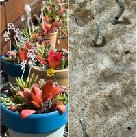 オオデマリ,オオデマリ,多肉植物 寄せ植え,ソラマメ,ソラマメの花の画像