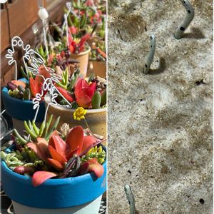 オオデマリ,オオデマリ,多肉植物 寄せ植え,ソラマメ,ソラマメの花の画像