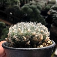 ハオルチア,ハオルチア ビクトリア,多肉植物,ハオルチア属,ハオルシア属     の画像