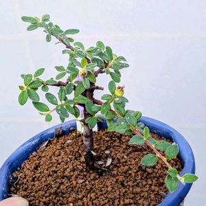 銀葉紅シタン,盆栽,ミニ盆栽,盆栽苗木,まめ盆栽の画像