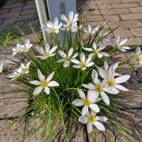 タマスダレ,散歩コース,GSに感謝。,植物観察,植物散策の画像