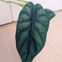 アロカシア,アロカシア・ドラゴンスケール,珍奇植物,植中毒,バルコニストの画像