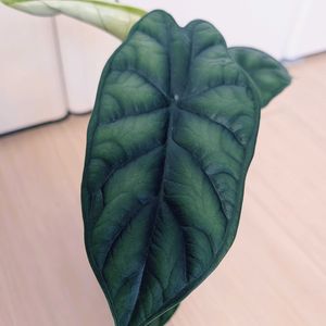 アロカシア,アロカシア・ドラゴンスケール,珍奇植物,植中毒,バルコニストの画像