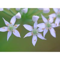 ニラ,広い庭の画像