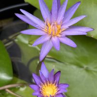 睡蓮,熱帯スイレン,熱帯睡蓮 ハンターズ・ムーン,熱帯睡蓮 ミロク,熱帯睡蓮 ジャニスの画像