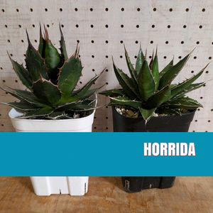 アガベ ホリダ,アガベ　ホリダ　チョコレートソーン,実生,バルコニスト,agave  horridaの画像