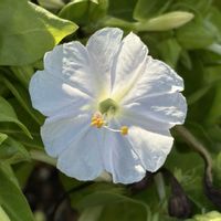 オシロイバナ,白い花,多年草,道端,オシロイバナ科の画像