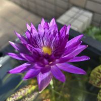 睡蓮,熱帯スイレン,熱帯睡蓮 ムーンビーム,熱帯睡蓮　レパーデス,熱帯睡蓮　ウルトラバイオレットの画像