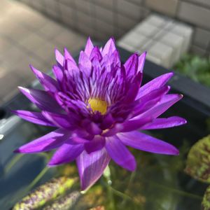 睡蓮,熱帯スイレン,熱帯睡蓮 ムーンビーム,熱帯睡蓮　レパーデス,熱帯睡蓮　ウルトラバイオレットの画像
