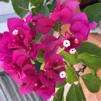 ブーゲンビリア,白い花,観賞用,小花,オシロイバナ科の画像
