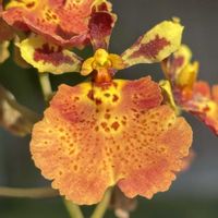 トルムニア　ジャイラック　レインボー,Tolumnia Jairak Rainbow,洋ラン,開花中,オレンジ色の花の画像