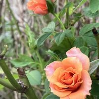 コムラサキ,ミニバラ コルダーナ,ウバメガシ(姥目樫),1時間後のウバメガシの画像