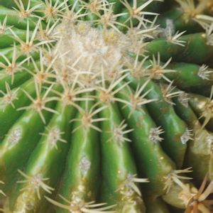 ハオルチア,多肉植物,観葉植物,塊根植物,サボテン科の画像