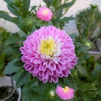 アスター,種から,ガーデニング初心者,おうち園芸,小さな庭の画像