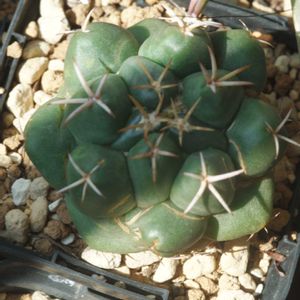 ハオルチア,多肉植物,観葉植物,塊根植物,サボテン科の画像