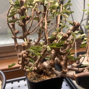 センナ・メリディオナリス,塊根植物,現地球,塊根植物のある暮らし,その他部屋の画像