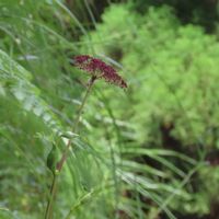 シダ,ノダケ,ノダケ,ノダケ,ノダケ　（セリ科）の画像
