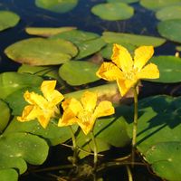 アサザ,アサザ（浅沙）,おでかけ先,白樺湖,ミニレマン湖の画像