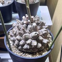 亀甲竜,亀甲竜,塊根植物,コーデックス,ディオスコレア属の画像