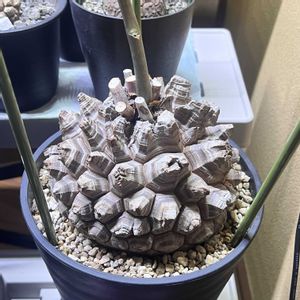 亀甲竜,亀甲竜,塊根植物,コーデックス,ディオスコレア属の画像