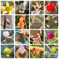 ベビーサンローズ,秋麗,マサイの矢尻,雪晃,世界の図の画像