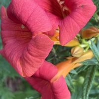ノウゼンカズラ,ノウゼンカズラ,ノウゼンカズラ,花のある暮らし,植物のある暮らしの画像