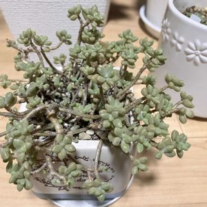 多肉,姫秀麗,姫秀麗,多肉植物,多肉女子の画像