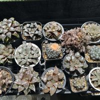 ハオルチア,ハオルチア,多肉植物,軟葉系ハオルチア,斑入り。の画像