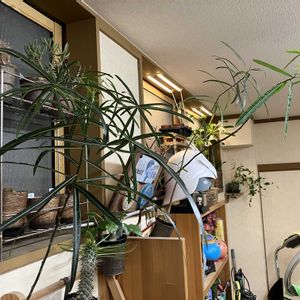ボトルツリー,ブラキキトン,赤い彗星,塊根植物,コーデックスの画像