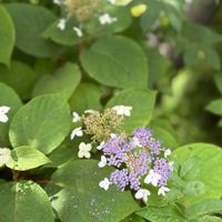 タマアジサイ,ソバナ,クサアジサイ,自生の花,うちの山の画像